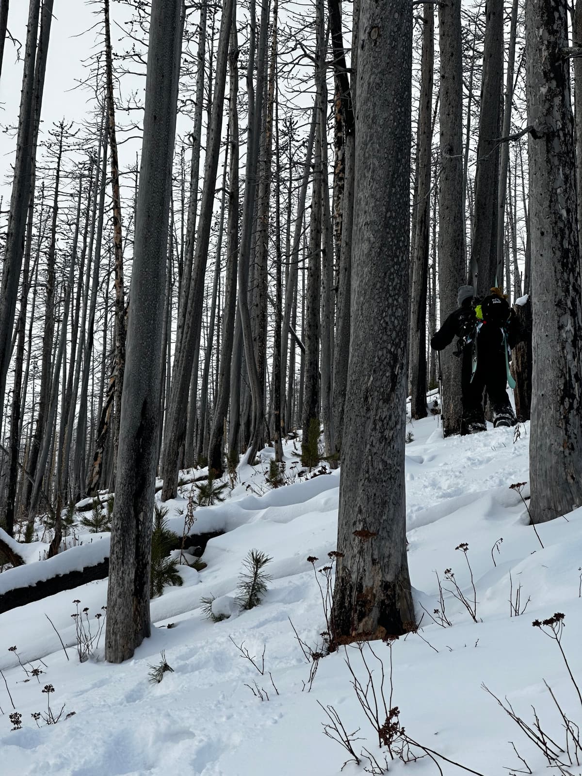 Lots of trees/stumps to be covered before any quality riding or touring.