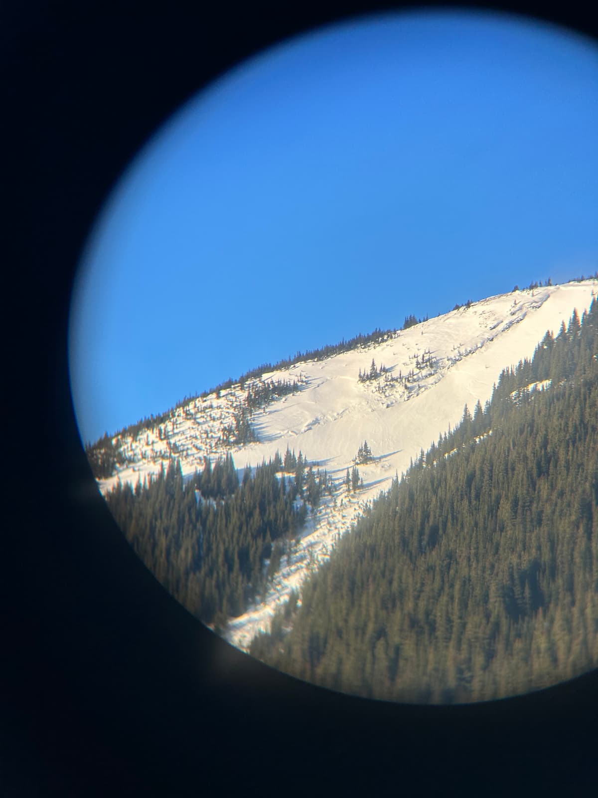 Older slide on SE aspect at treeline