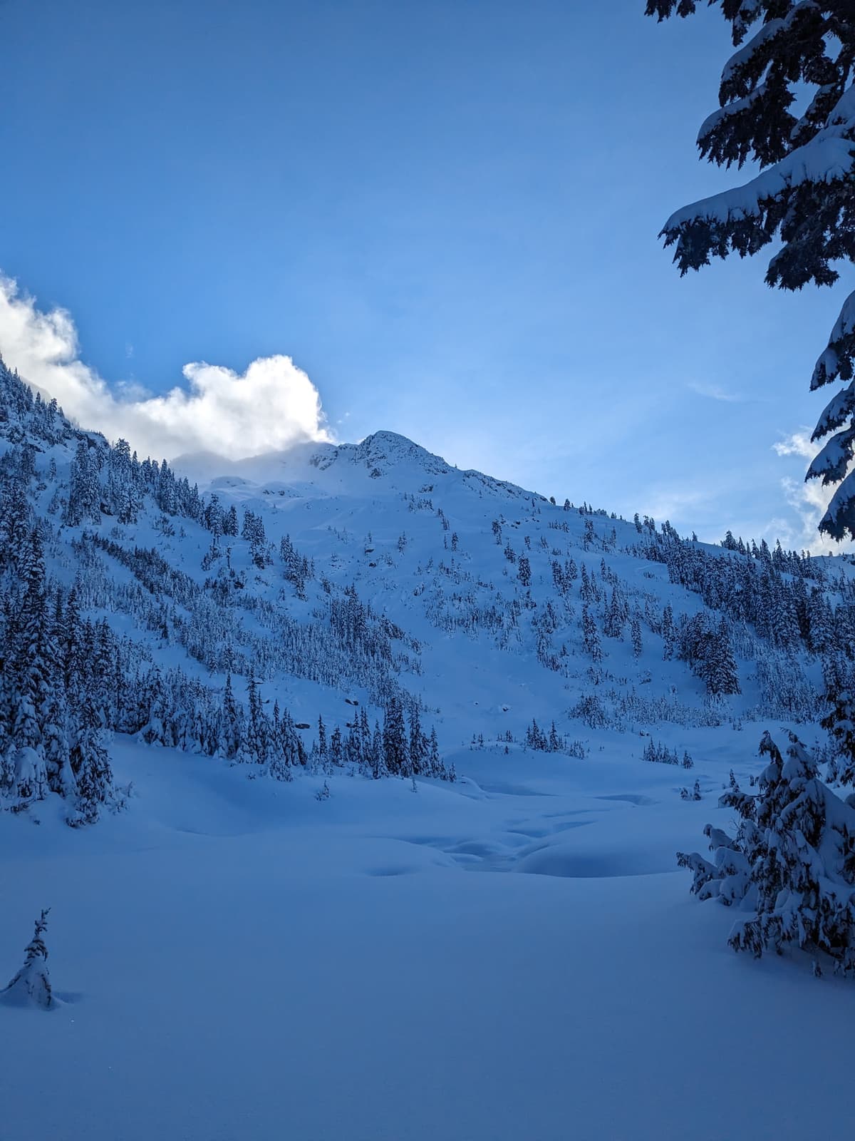 NW slopes of Mobius, avy mentioned is visible midway up the trees