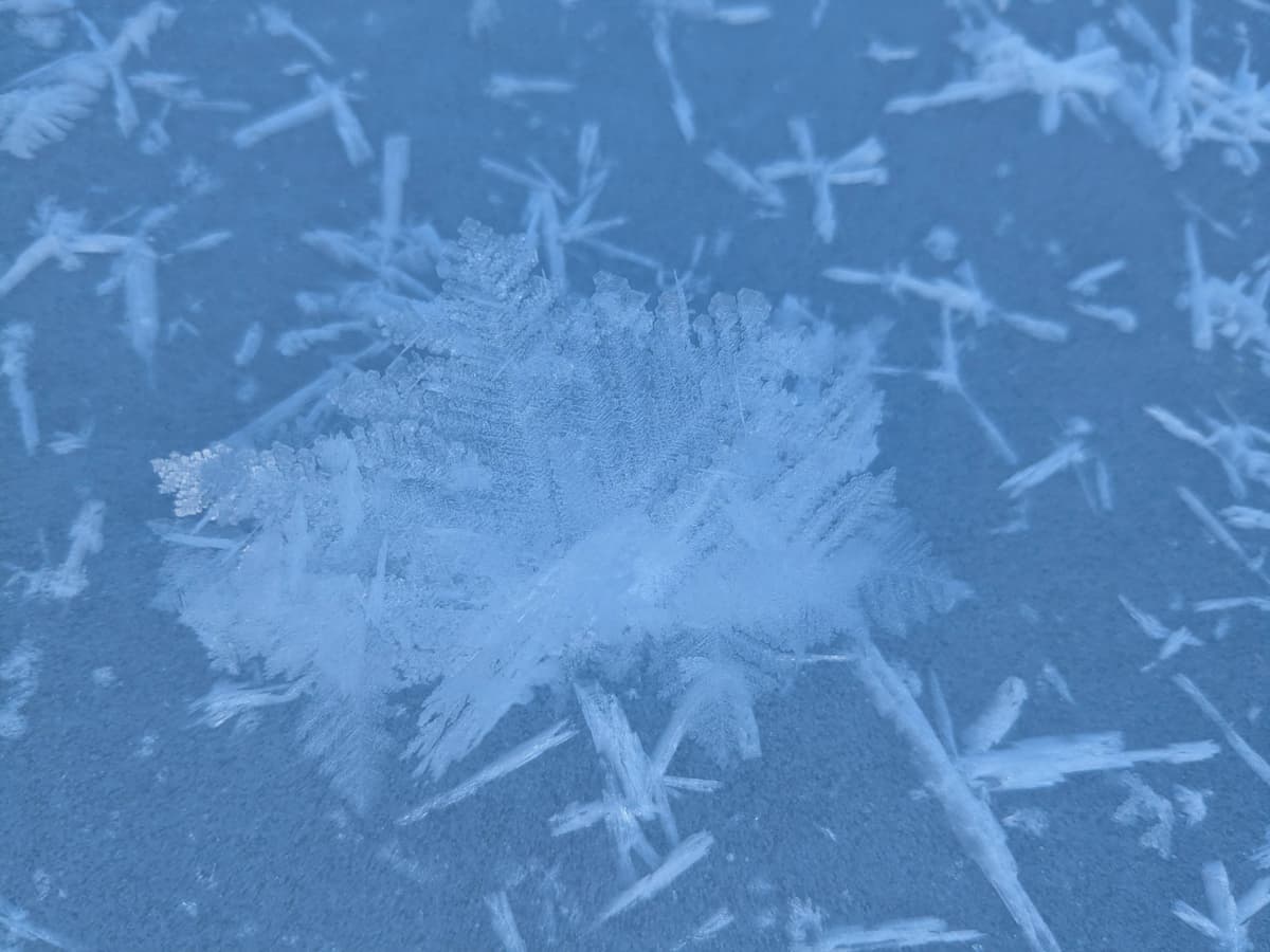 incredible frost creations on the flats. surface hoar was hugeeeee in sheltered areas (1 inch) 