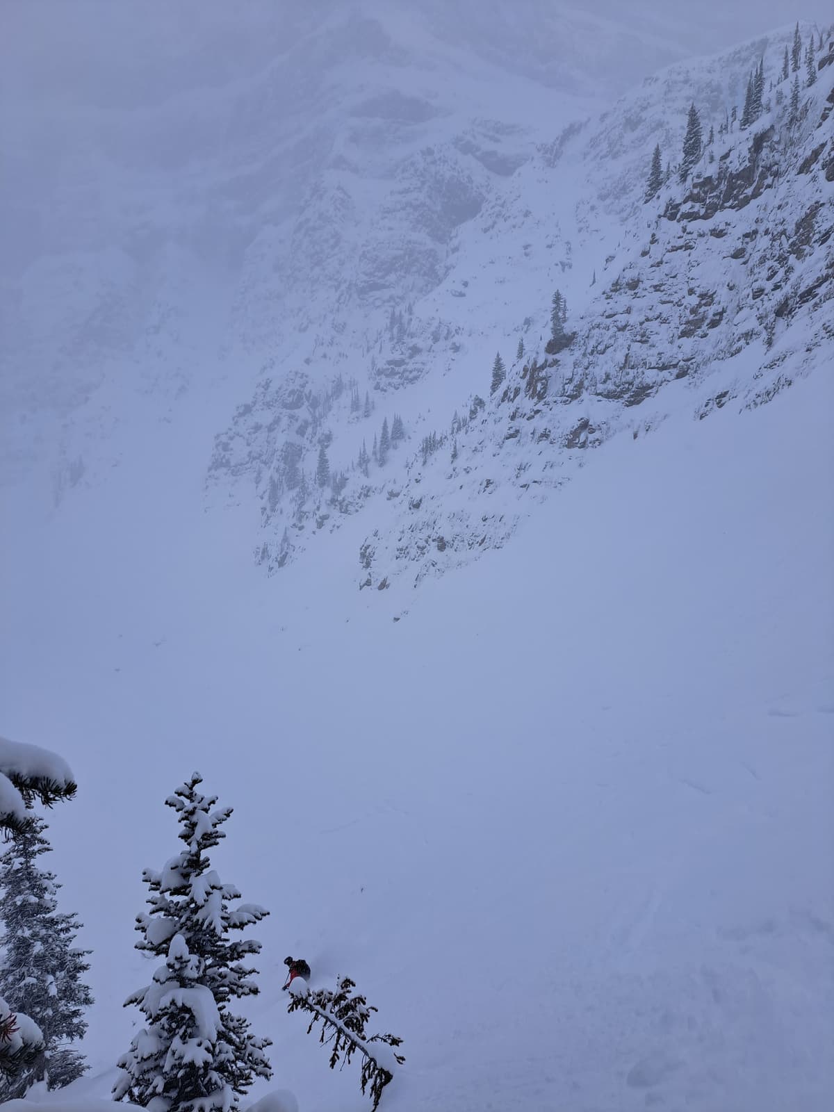 Skied close to the trees