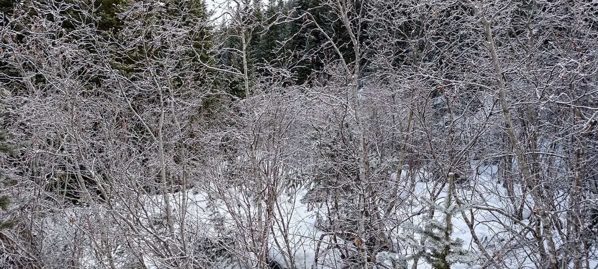 overgrown roads are NOT ready