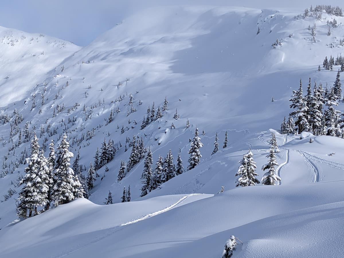 Natural sz1's with wide propagation on slopes between the trees below North Bowl.