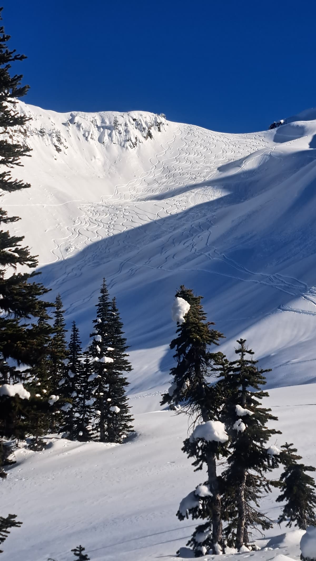 Sz 2 natural from Feb 11 cycle. Sz 1.5 ski cut on far right if the picture
