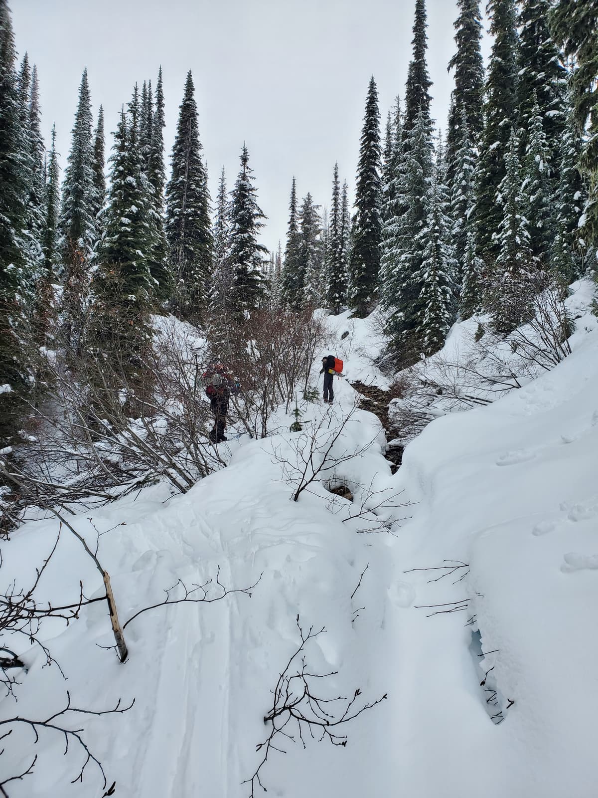 Alders on the windward side and creek dodging. Road from the parking hard pack fast and sled effevted in the morning turning to slow slush in the afternoon.