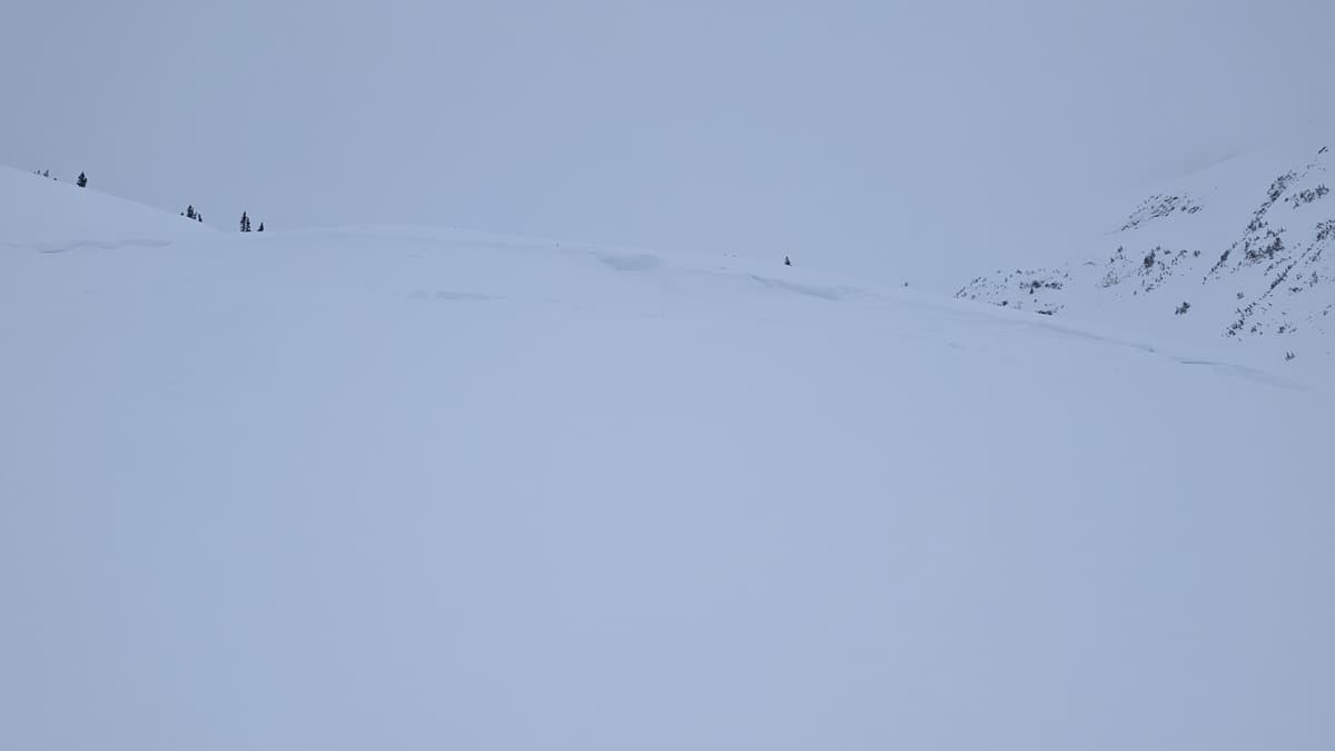 Crown line was ~105cm, approximate size was 2