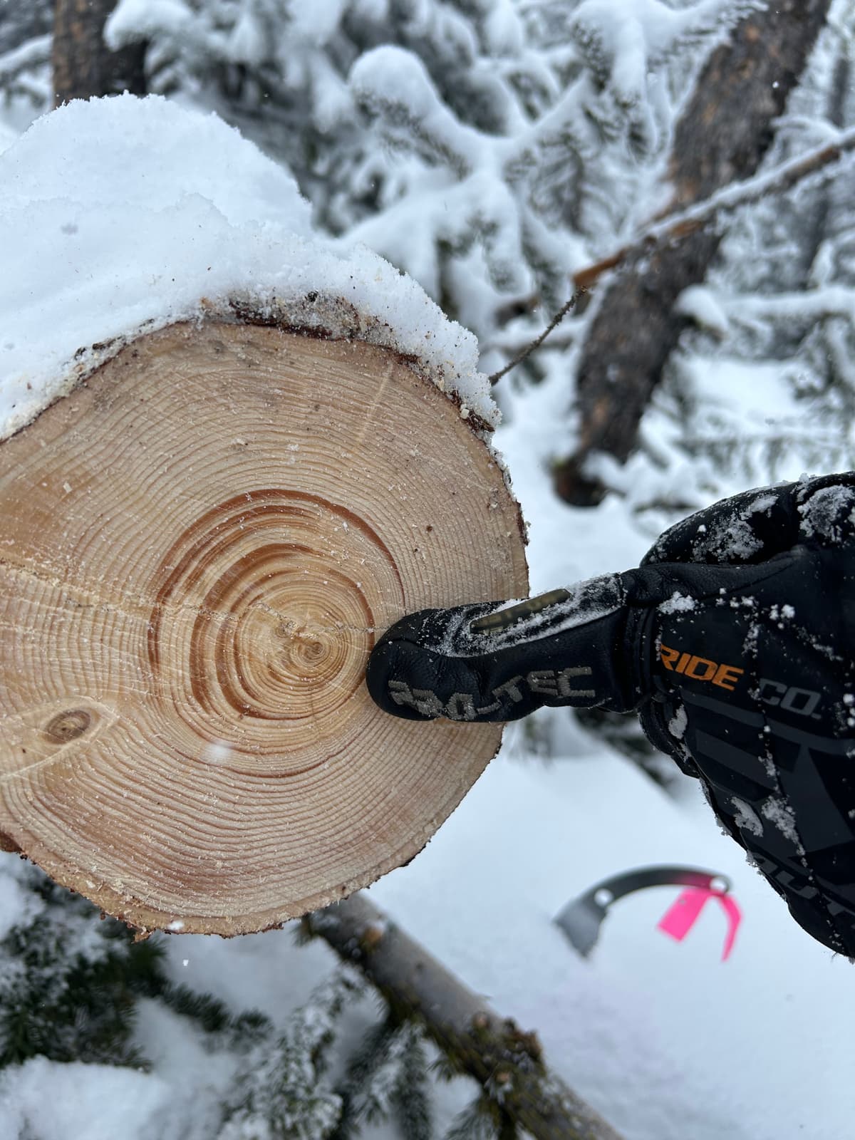 60 year old tree felled by avalanche