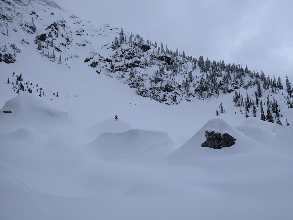 Marmot tracks