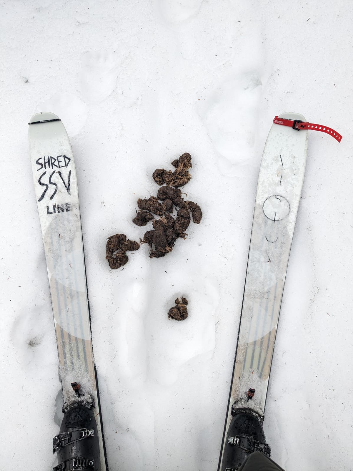 1 of many bear scats 