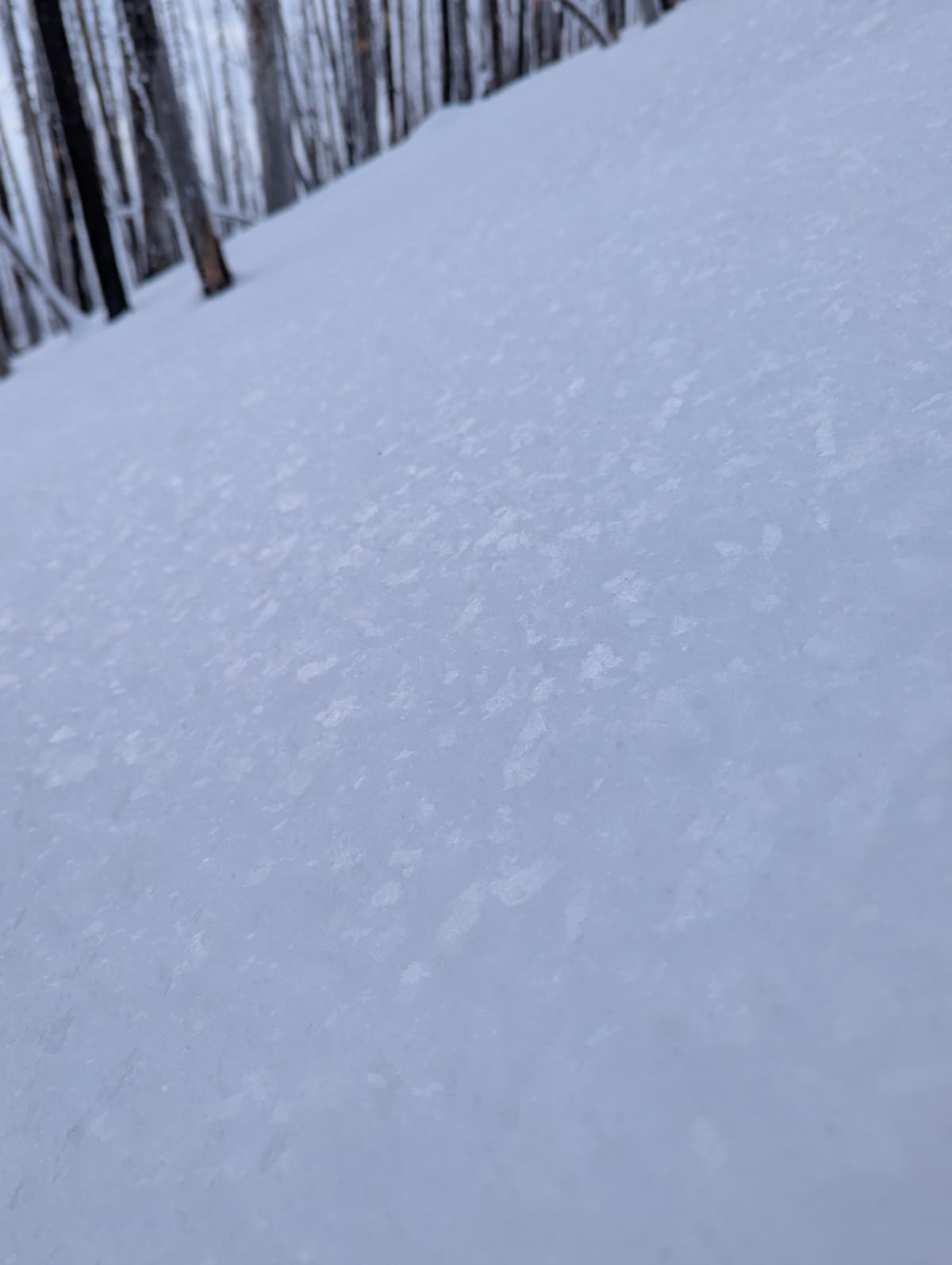 Surface hoar above 1900m, hopefully shouldn't stay