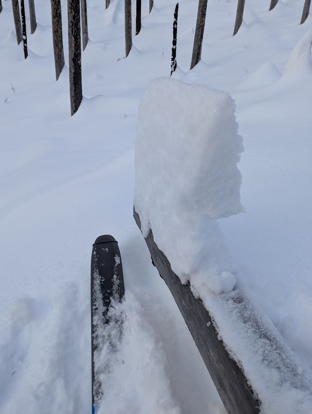 About 30 cm of fresh snow