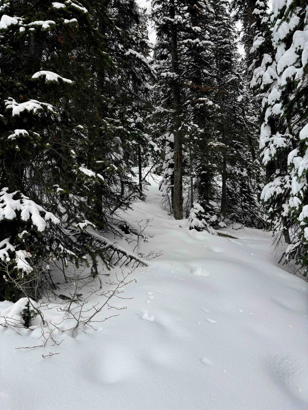 The deepest I saw the snow in the forest. 