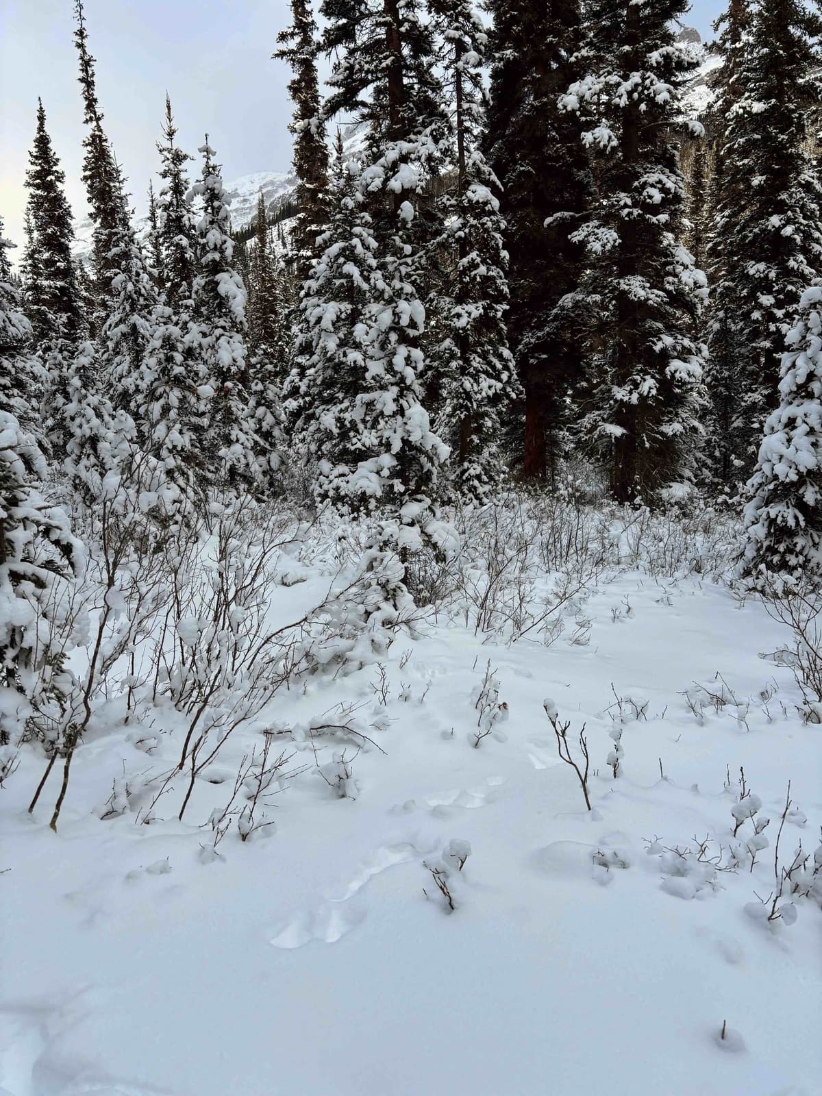 Trying to turn off into the forest heading towards Helena Ridge East Peak