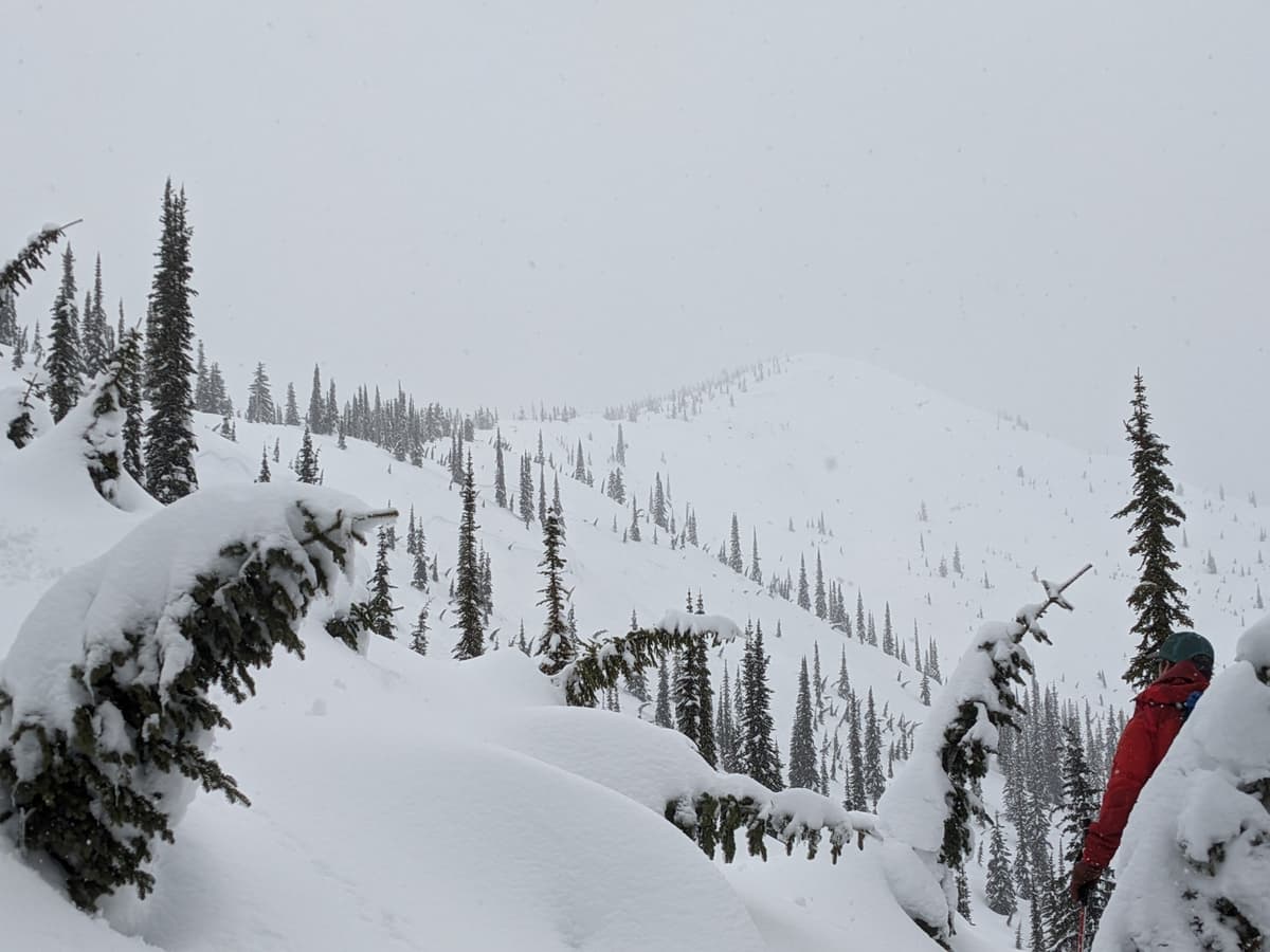 Crowns visible in foreground. Large propagations in ALP not visible in photo.