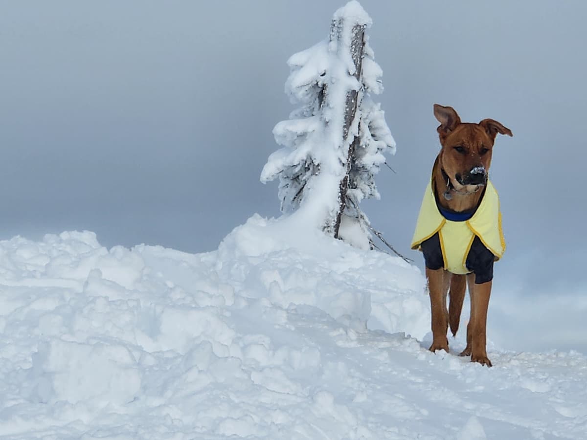 Thanks for the puppy welcome on the sub-peak!  