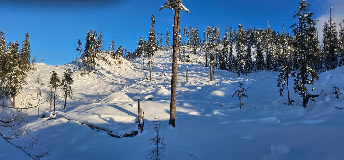 Pretty good cut block skiing - spring like snow