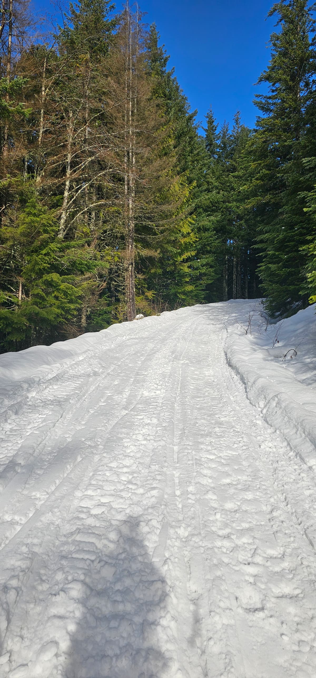Snow chains are reccomended if driving past ~900m but awd or 4x4 was enough up to that point.