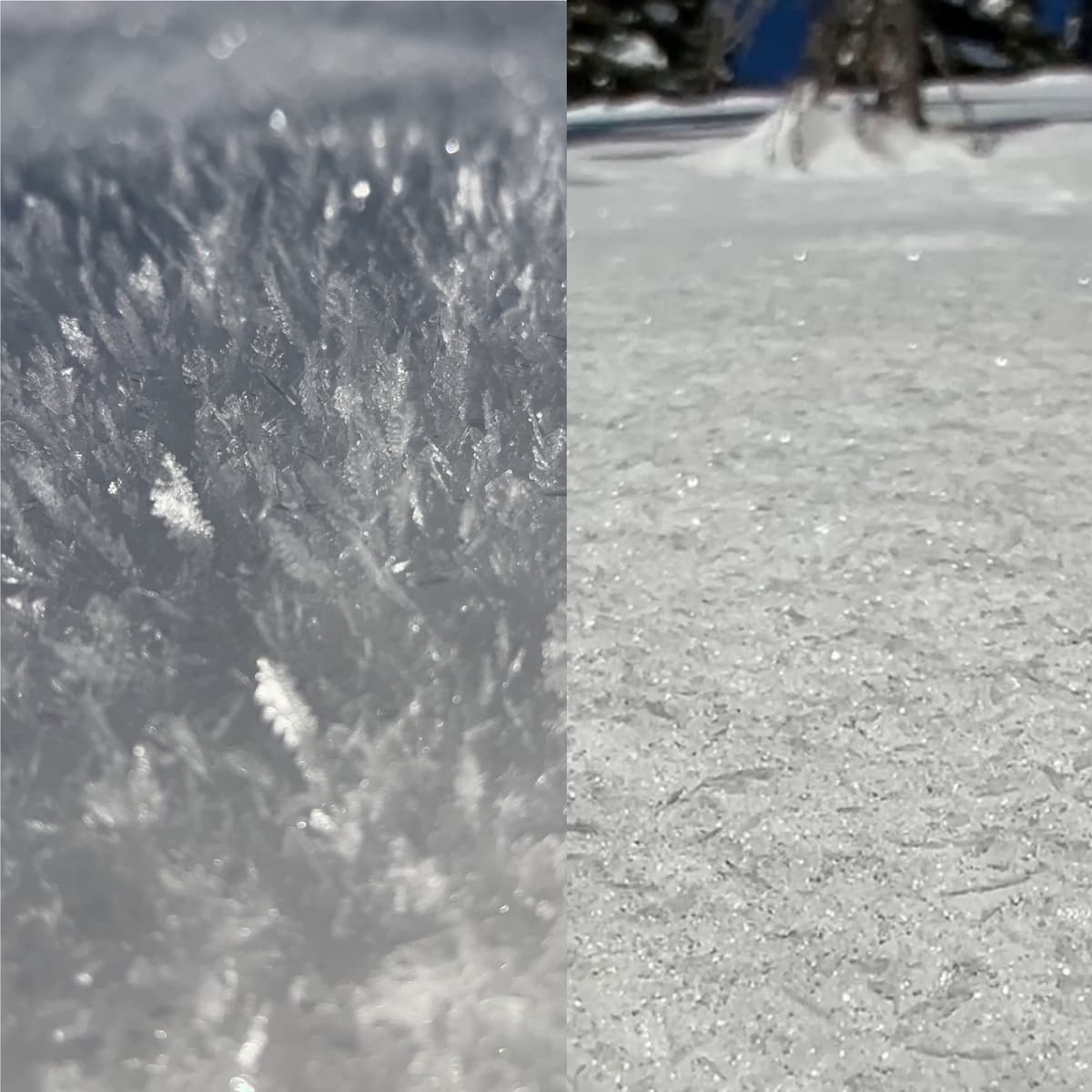 Surface hoar in sheltered areas vs. surface hoar on a solar aspect. There is a big difference in size!