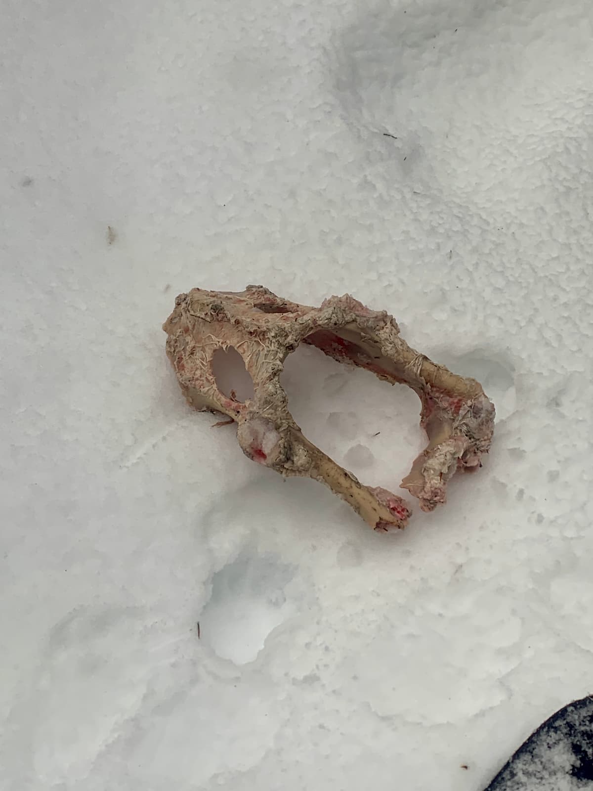 There were wolverine tracks everywhere and it left us a snack on our skin track for the way out. 