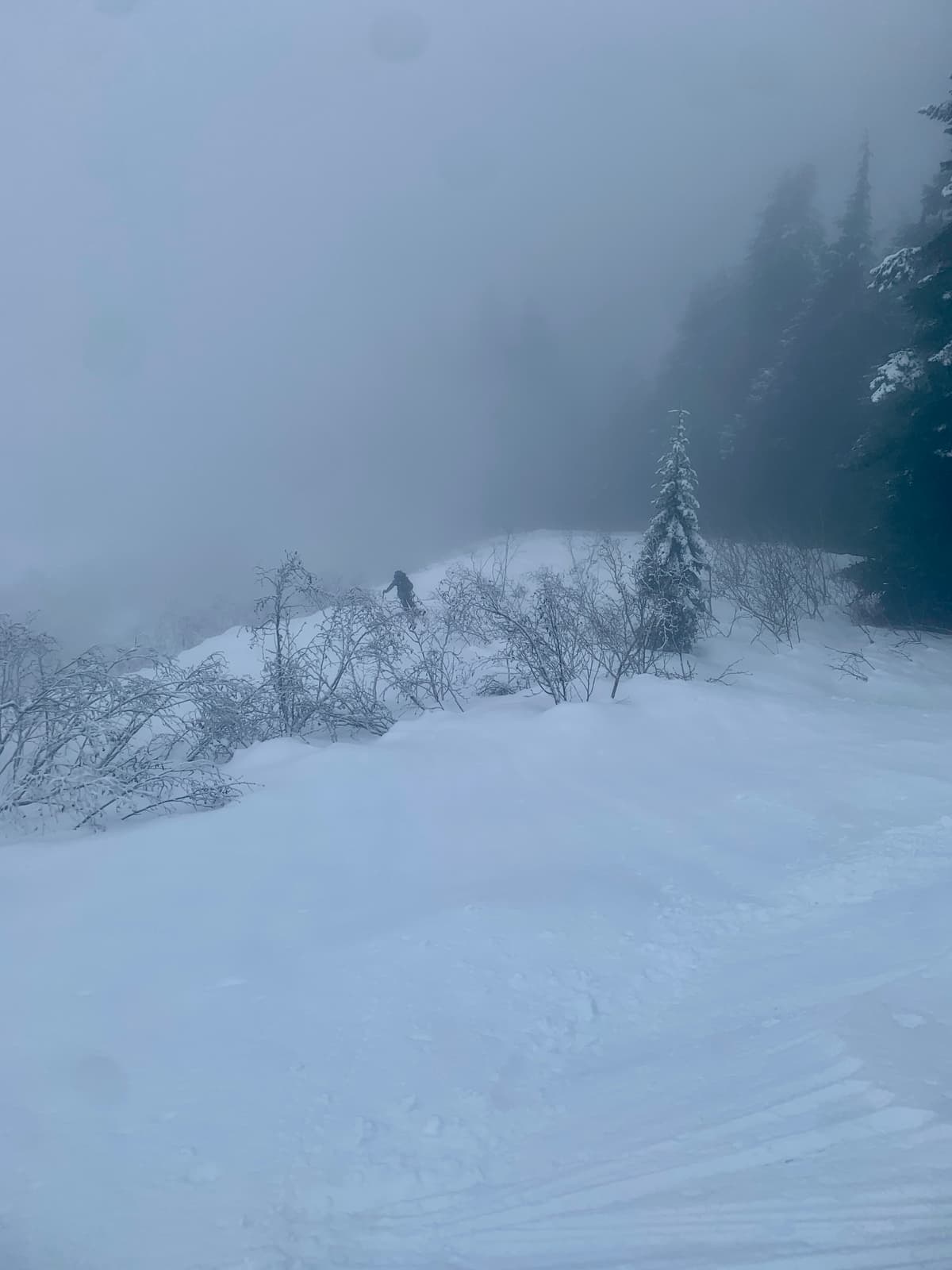 The skiing was a little bushy but there were reasonable corridors
