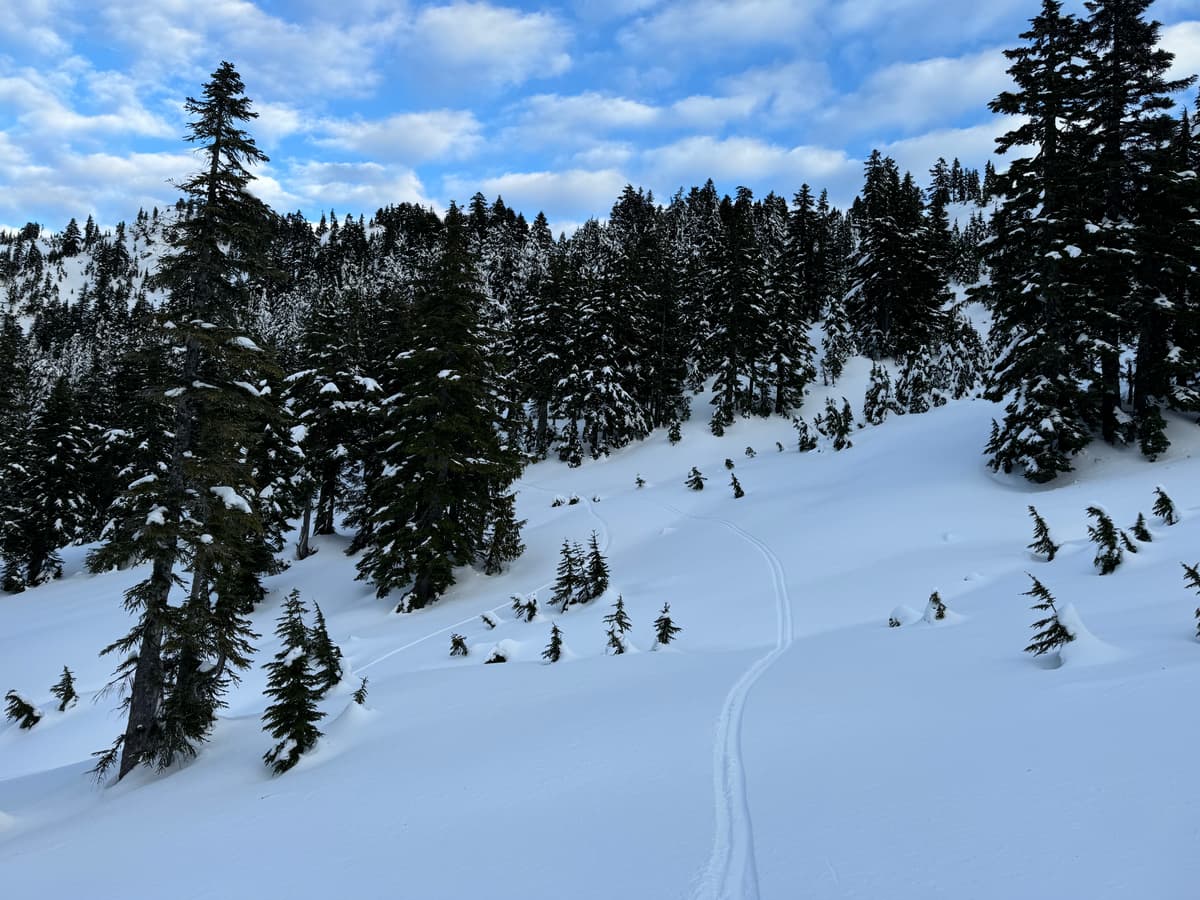 Protected SW slope on Big Tree 