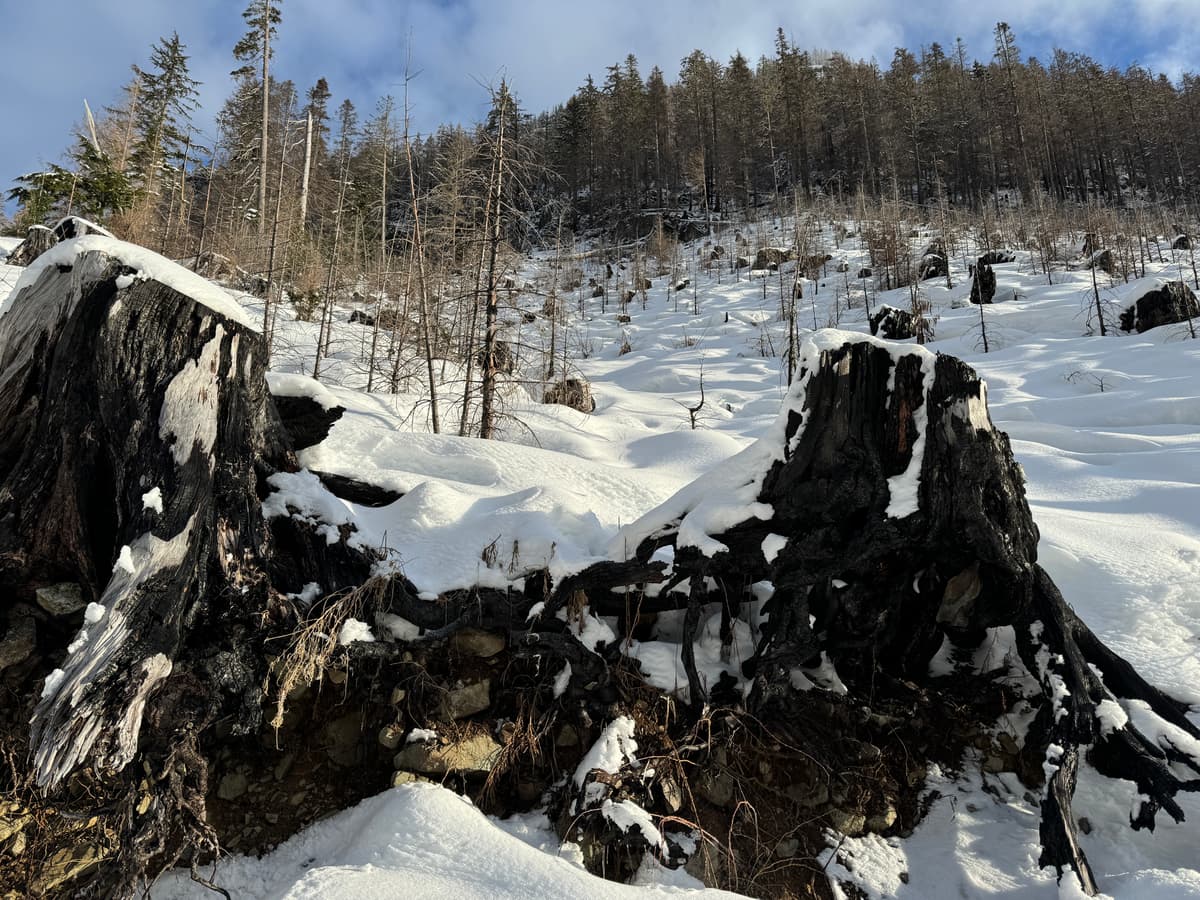 2022 wildfire 1000m elevation S aspect