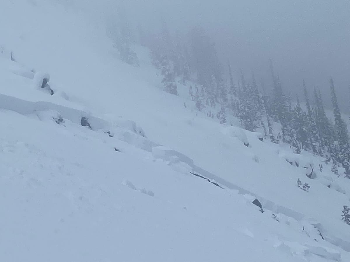 Crown just below cliff band.
