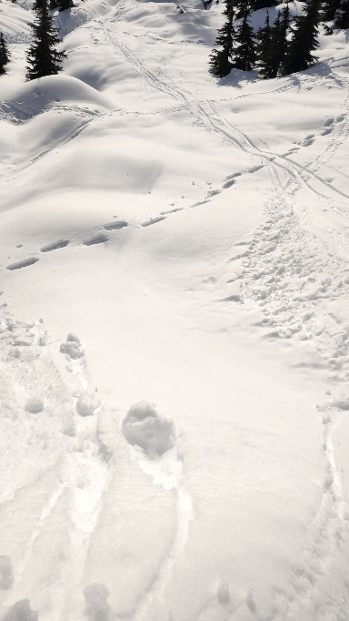 Sluffs/Pinwheels easily generated, elevation 1250m South aspect.