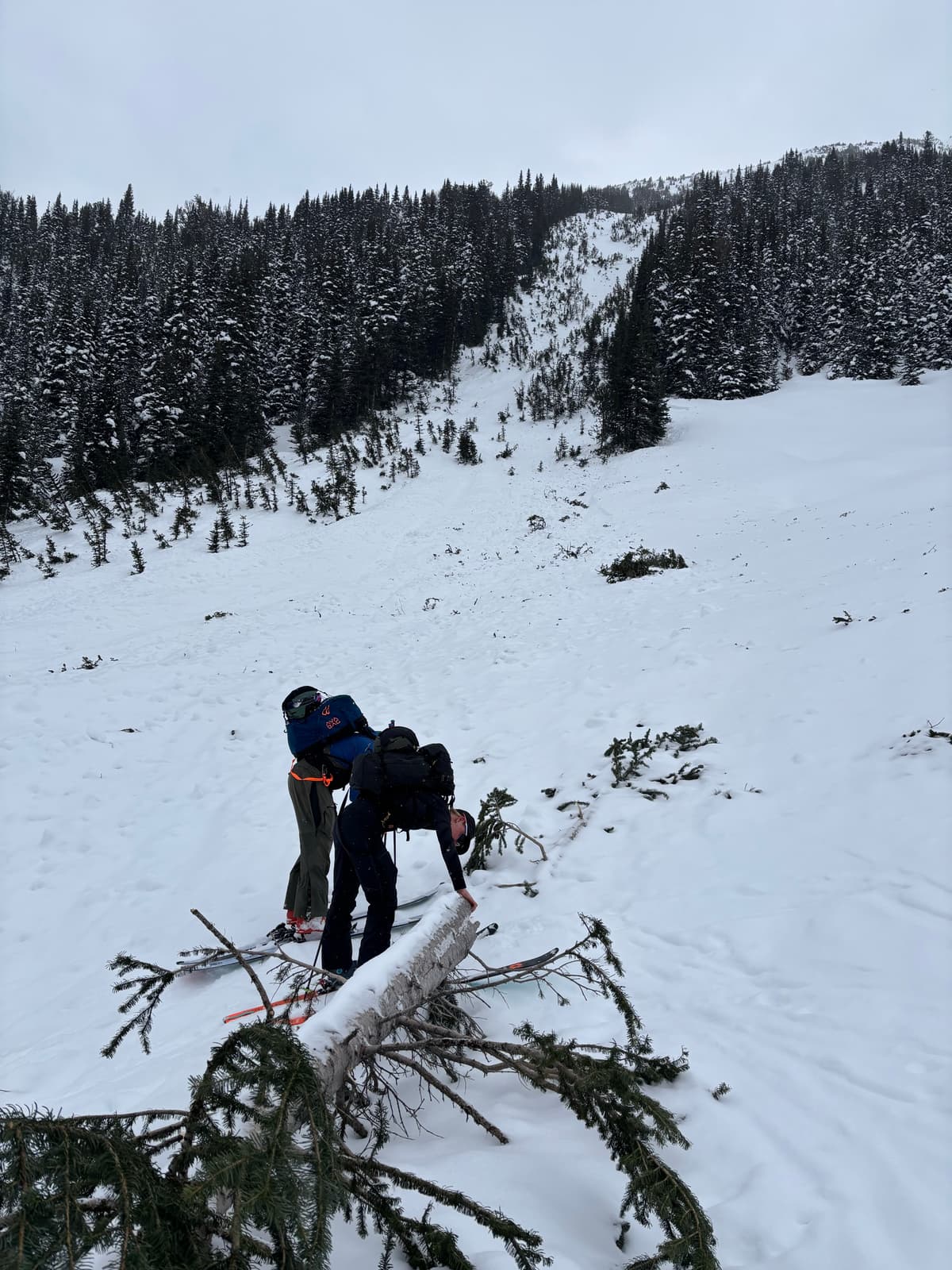 30+ year old tree in the debris