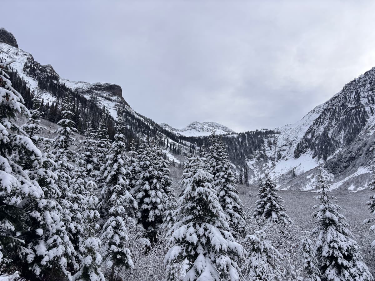 By end of day, almost all the snow was off these trees and shrub in valley. 