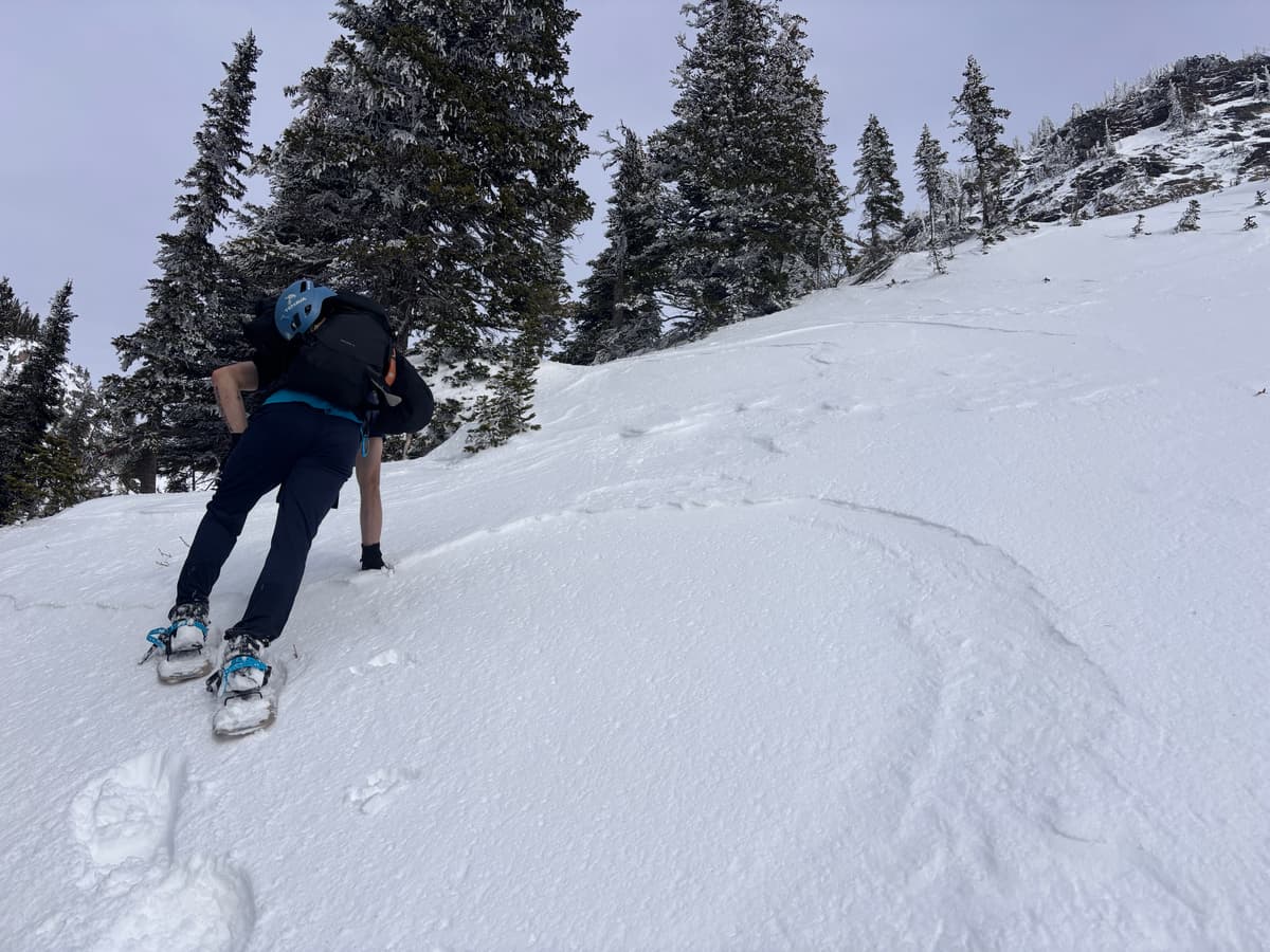 Approaching tree line. Southern aspect