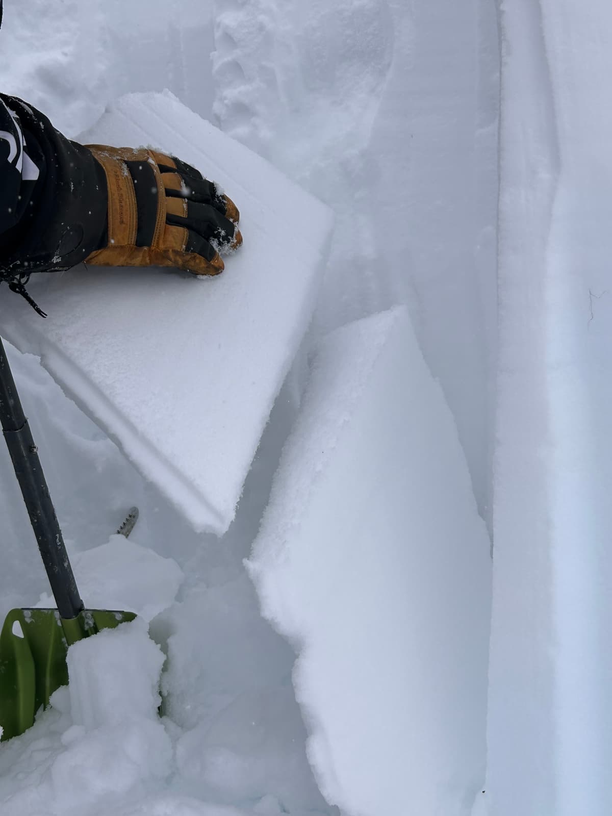 Nov SH layers are visible and easy to pick out in the snowpack. 