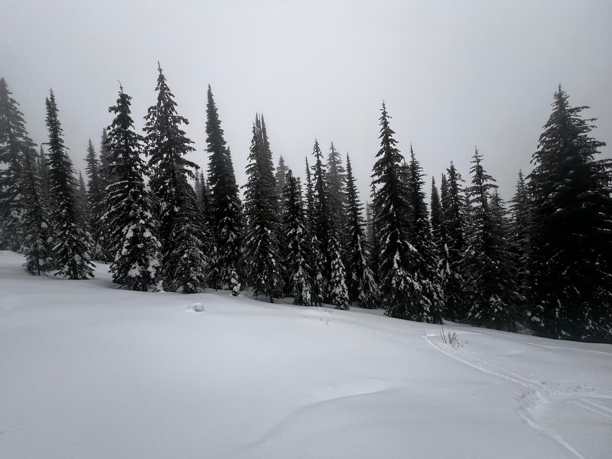 Look at the trees for info.