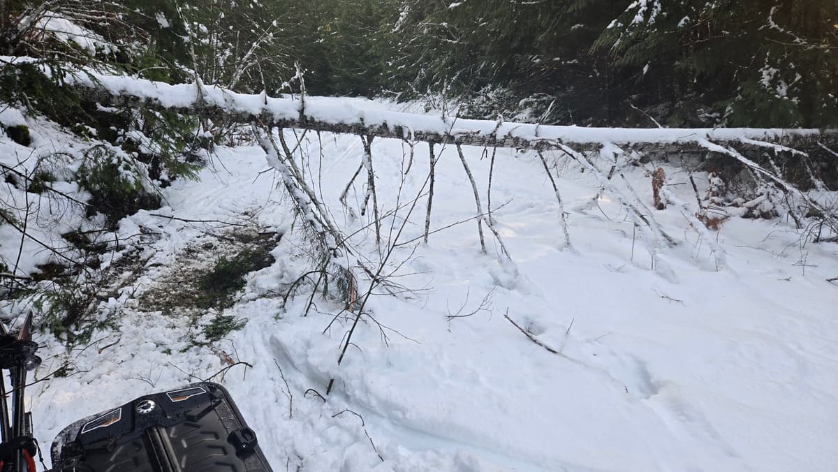 Some trees were navigable by sled.