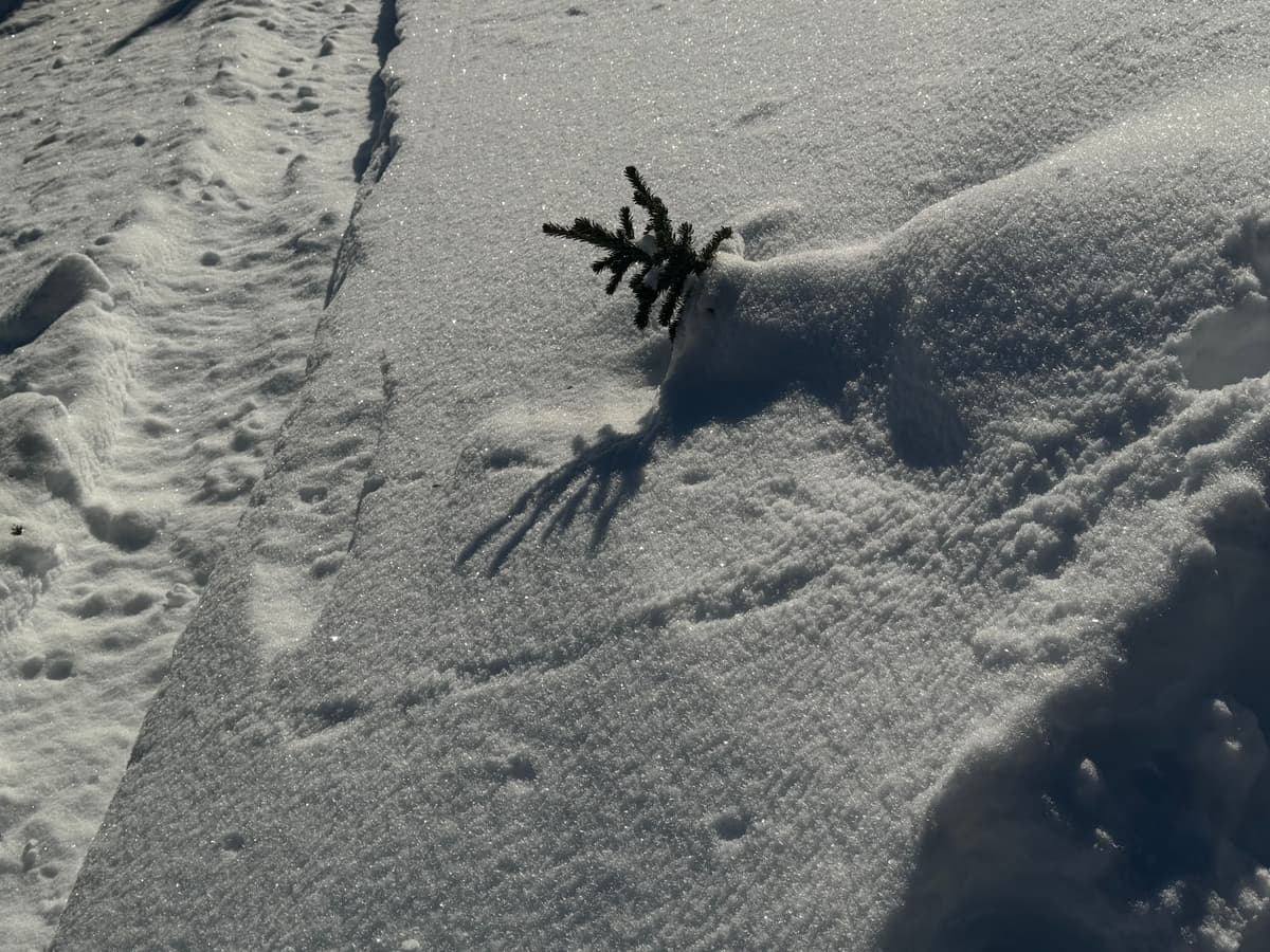surface hoar from ~1900m to 2300m in the Rudis and Molars zones