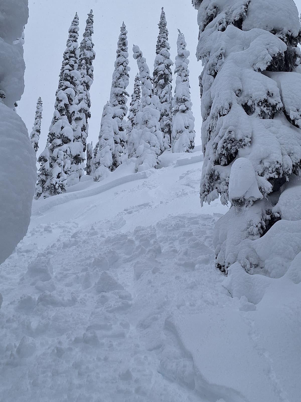 Skier triggered storm slab, SE aspect treeline