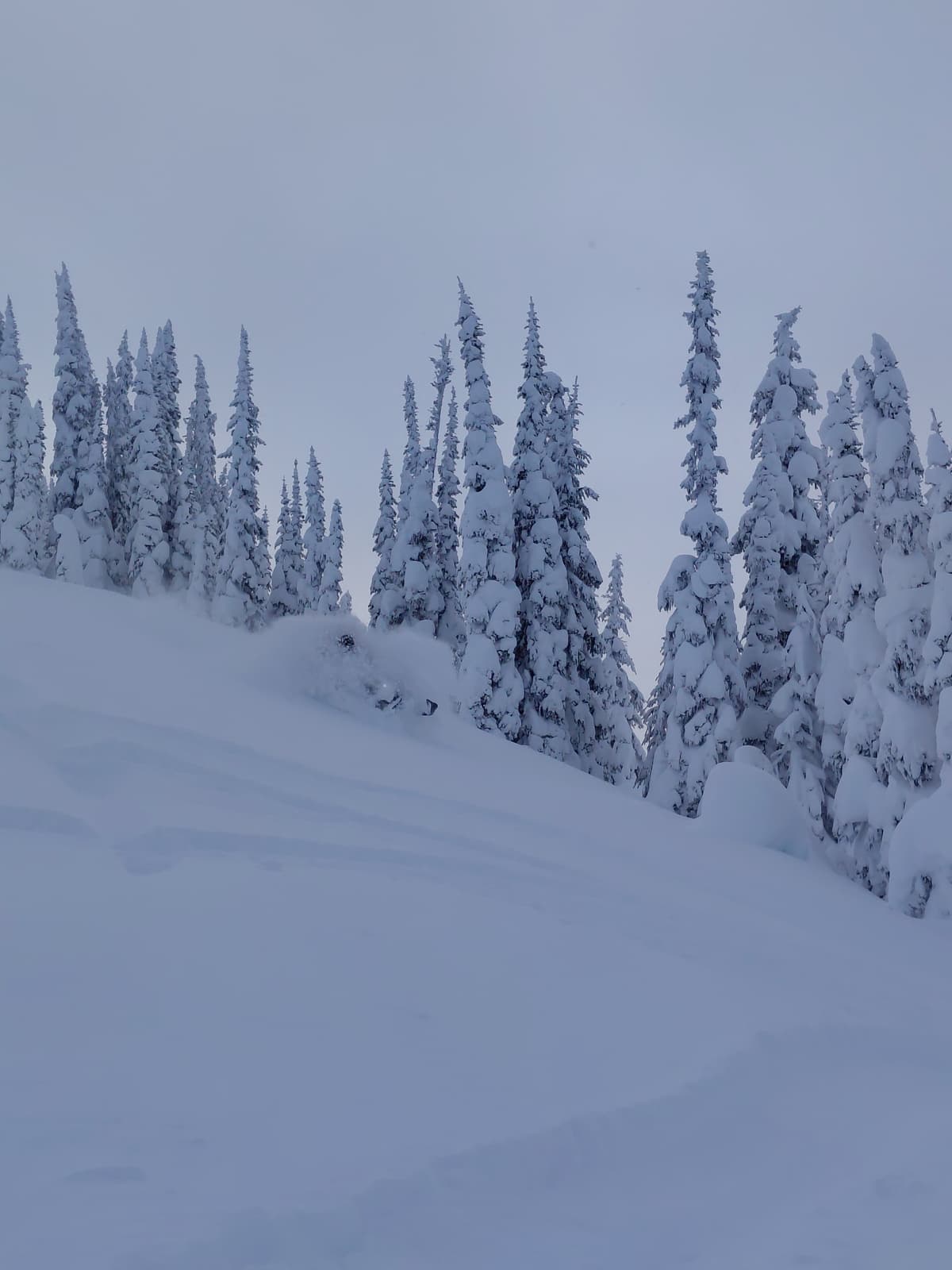 Sheltered Treeline 