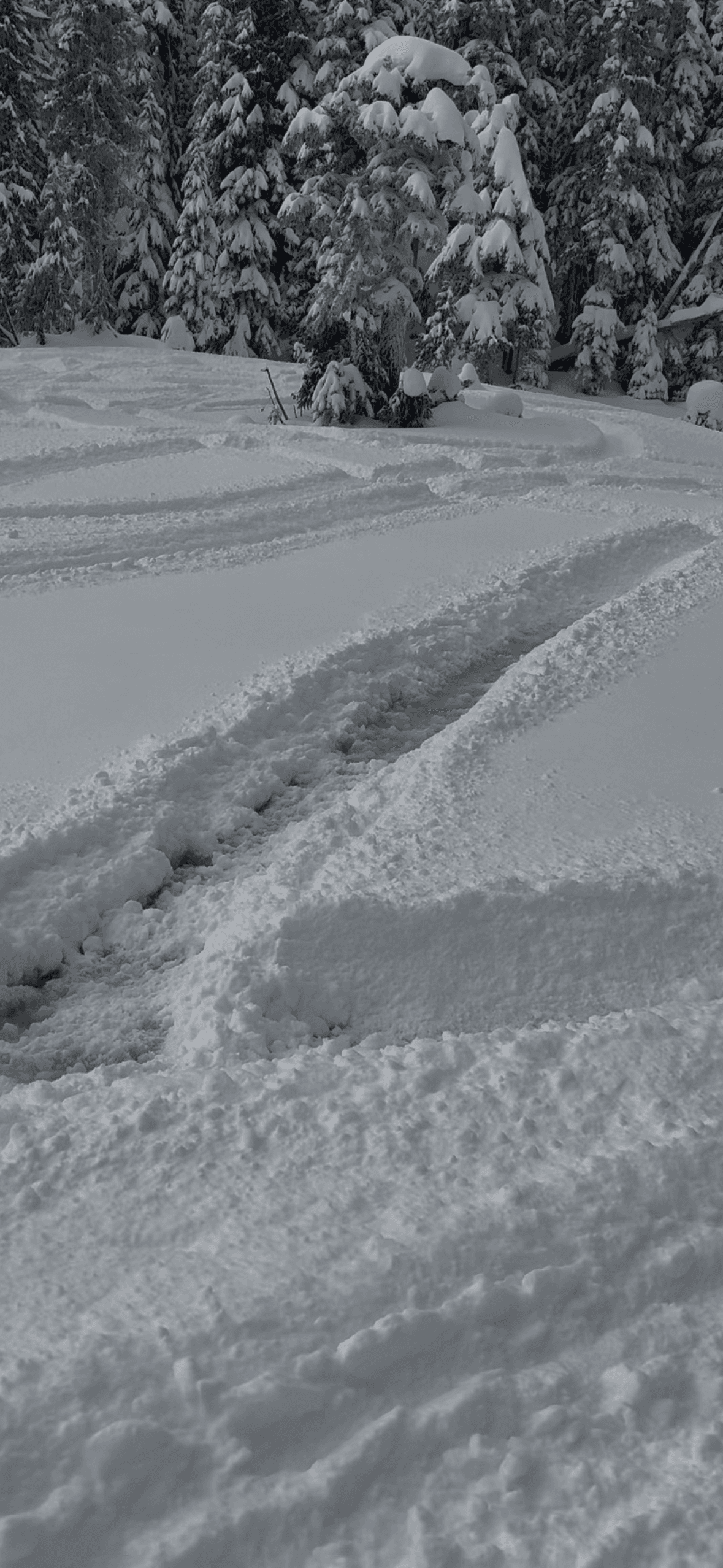 1 m of snow on the swamps proved to not be enough to withstand sled tracks