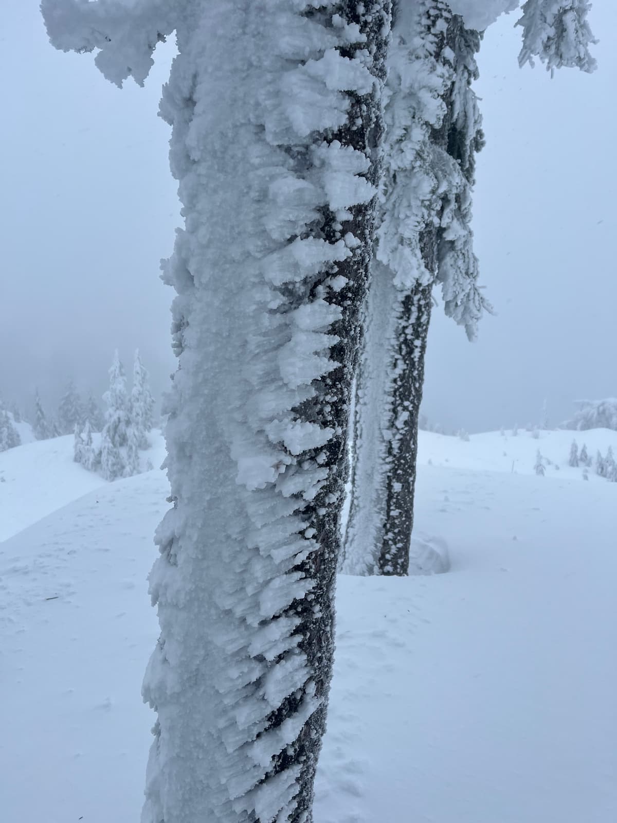 South facing rime from Jan 6 storm. Winds shifted to the East during the Jan 7 storm.