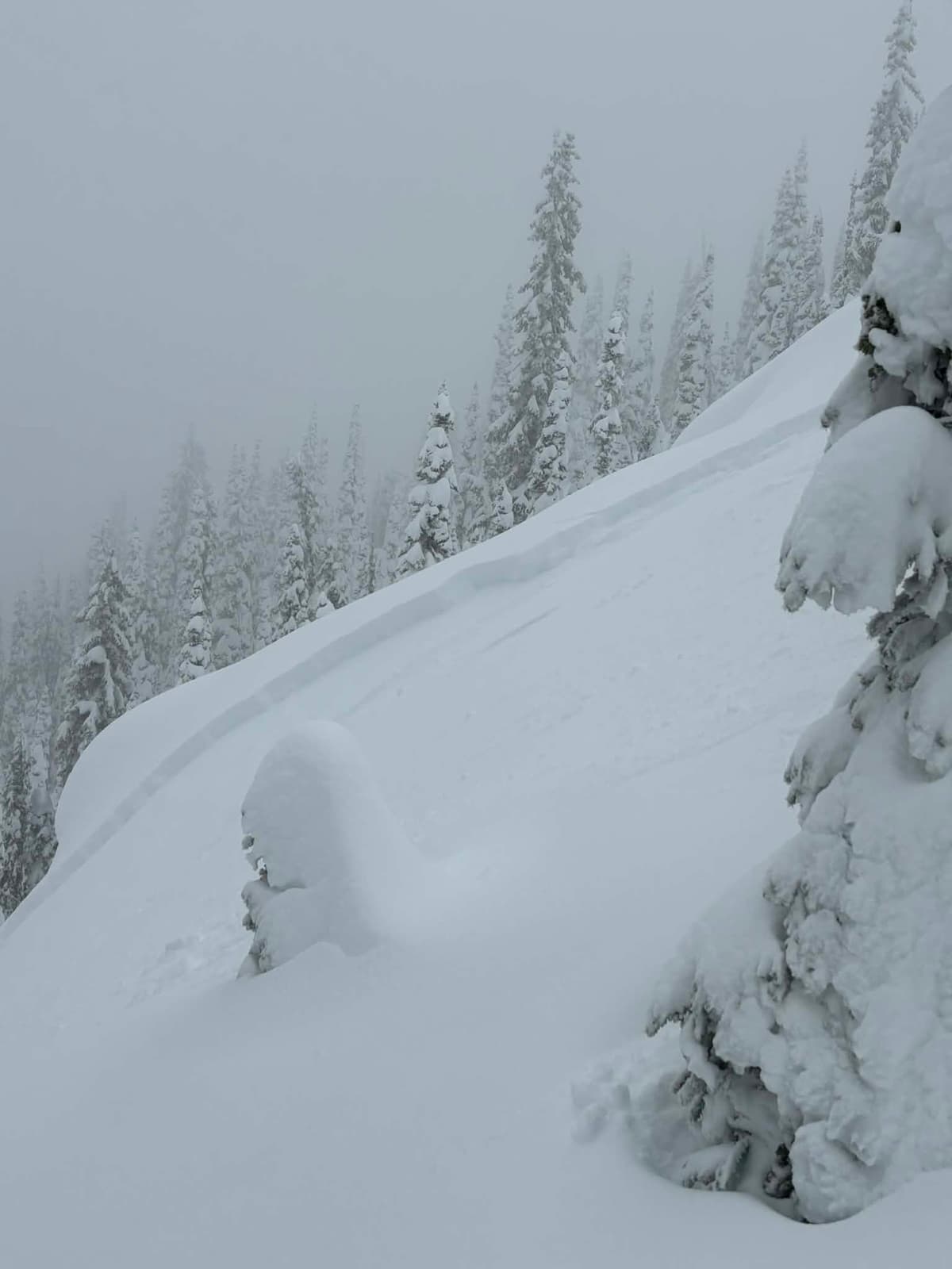 Goat ridge SW trees