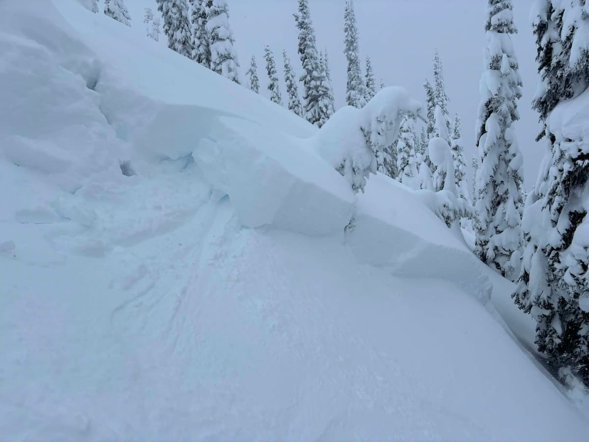 Goat ridge SE trees