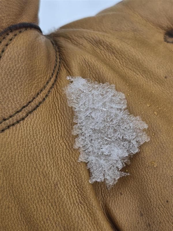 Large surface hoar crystal found at treeline (2000m).