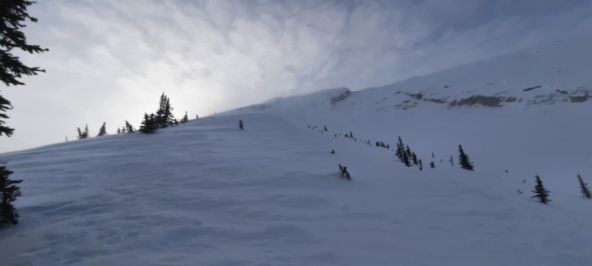Things looking a little rough above treeline. Unfortunately not rare at all. 