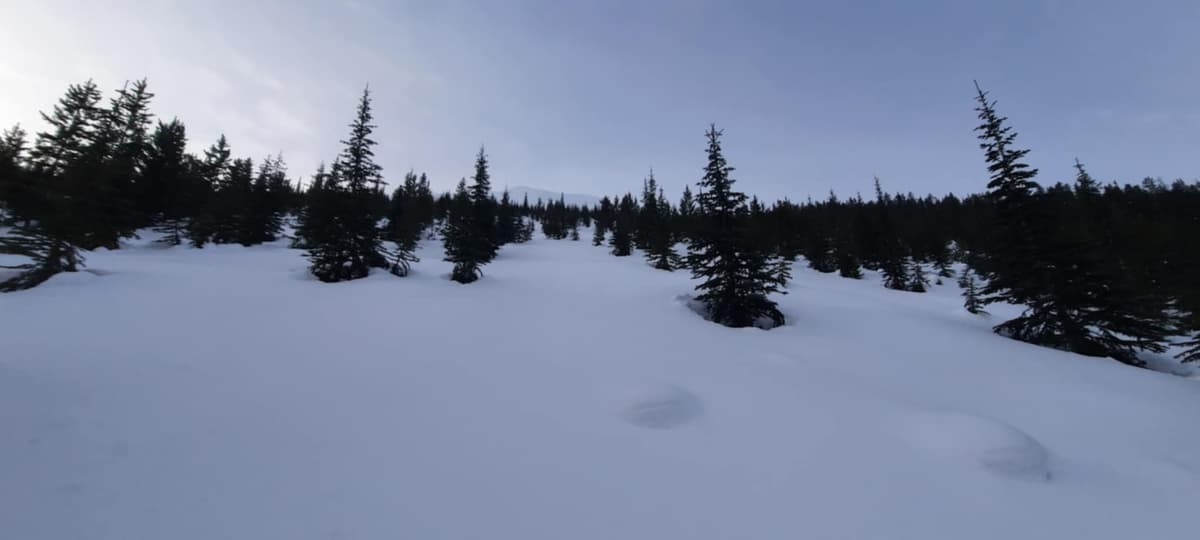 Open trees between north and south looking really nice and filled in. A rare treat. 