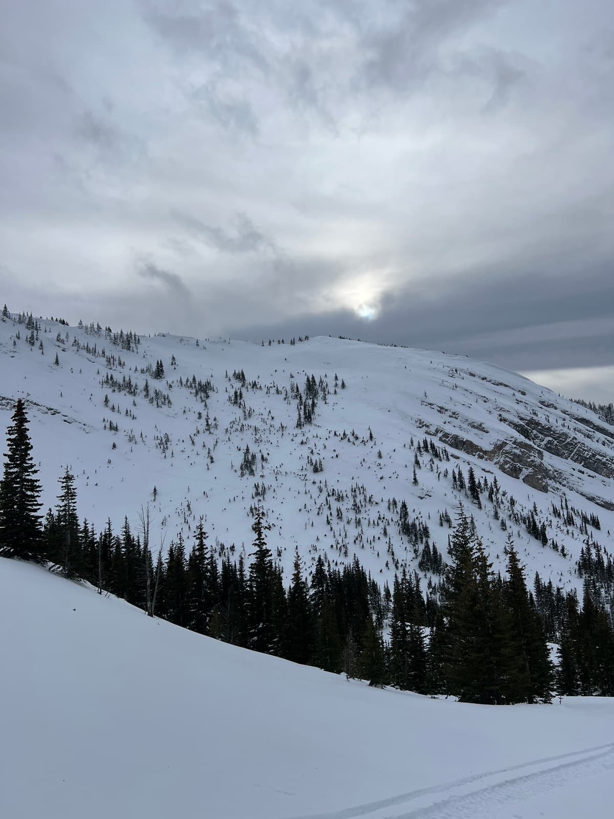 North facing trees slope we ascended