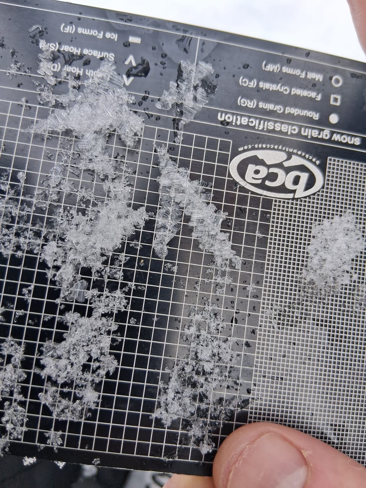 20+ mm surface hoar crystals found at low treeline.