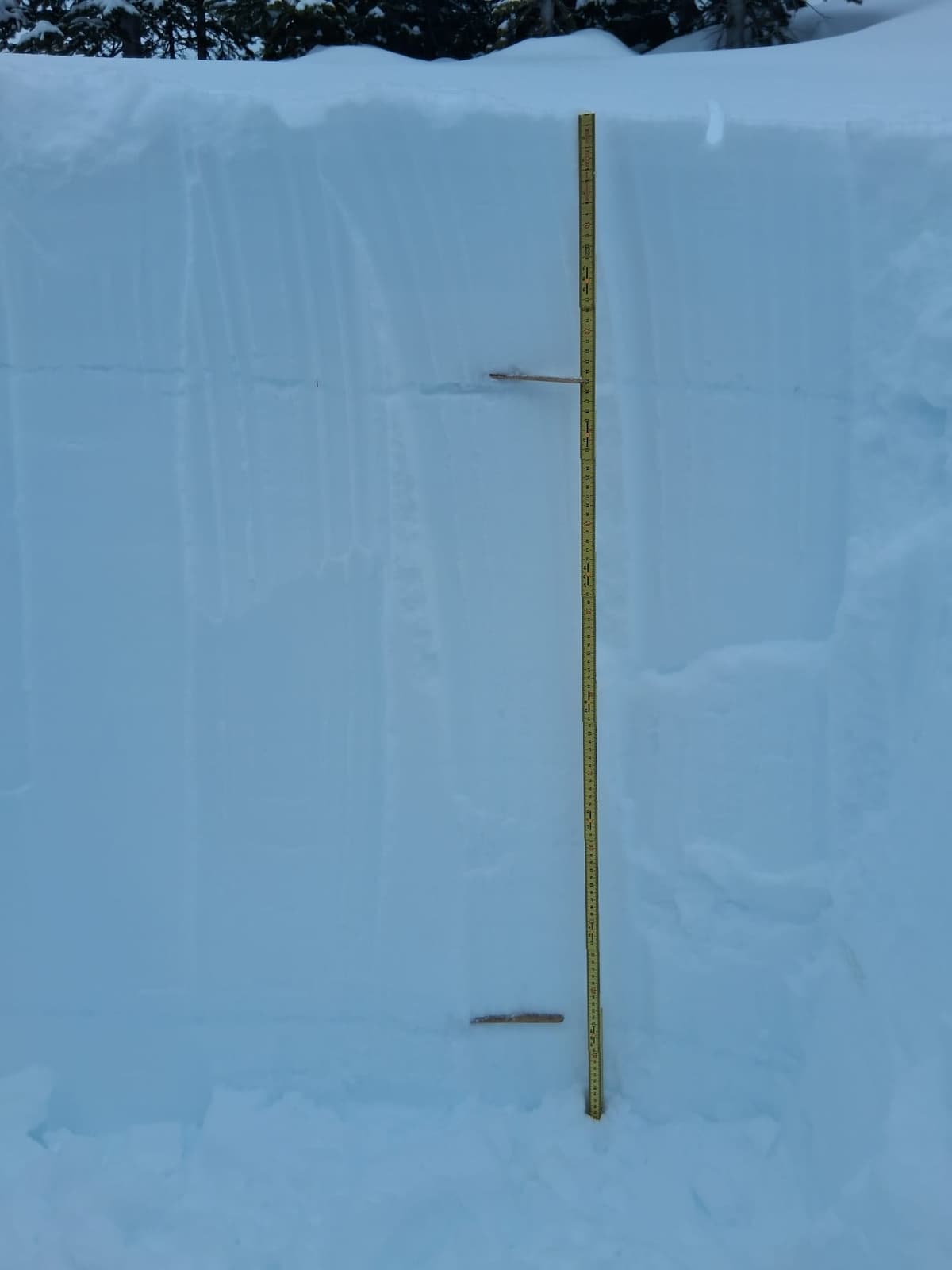 The January 26 surface hoar layer down about 30 cm at high treeline (stubborn snowpack test results) and the December 16 persistent weak layer down just over a meter (no result on snowpack tests)