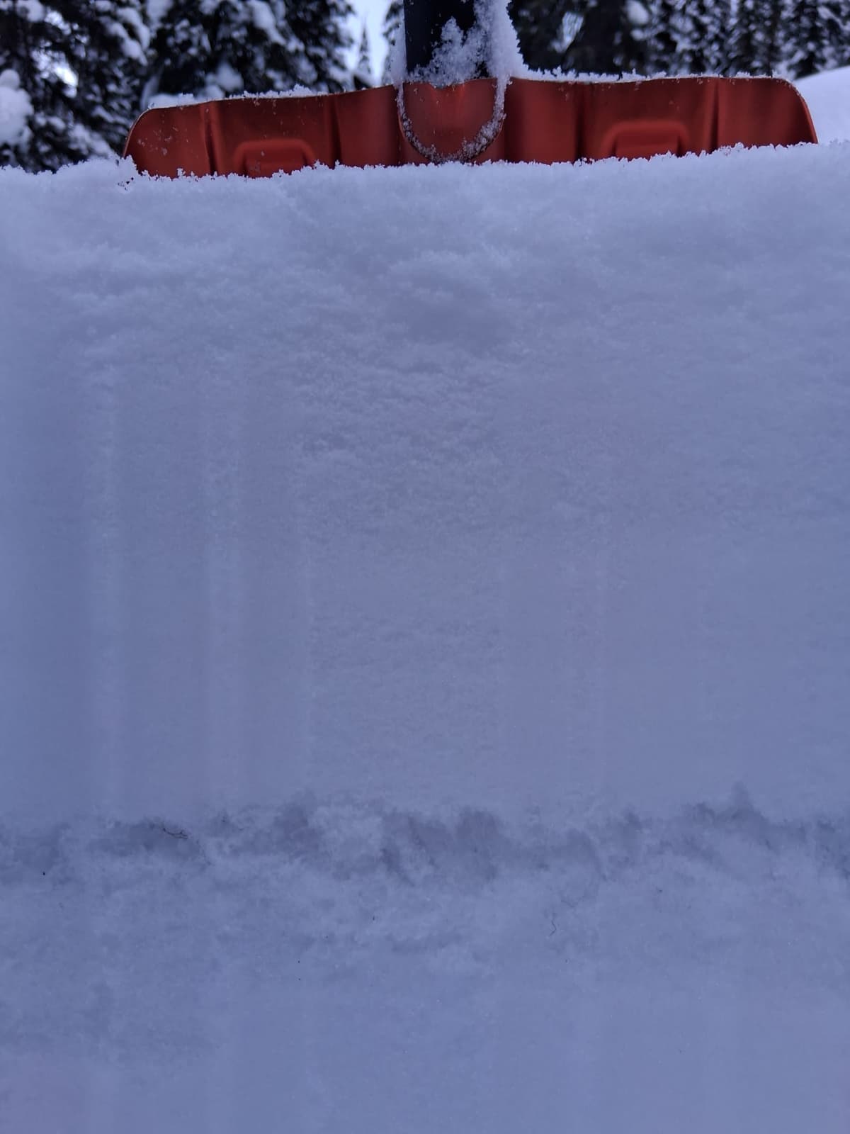 A layer of large surface hoar at low treeline beneath about 20 cm of dense storm snow.