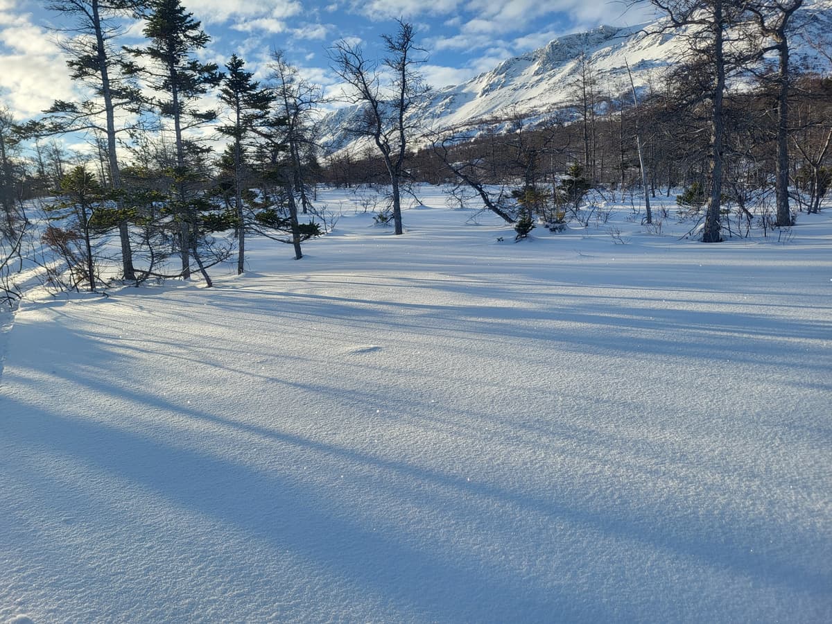 Hard to see in this photo but the snow was shining with white diamonds. Pretty magical sight. 