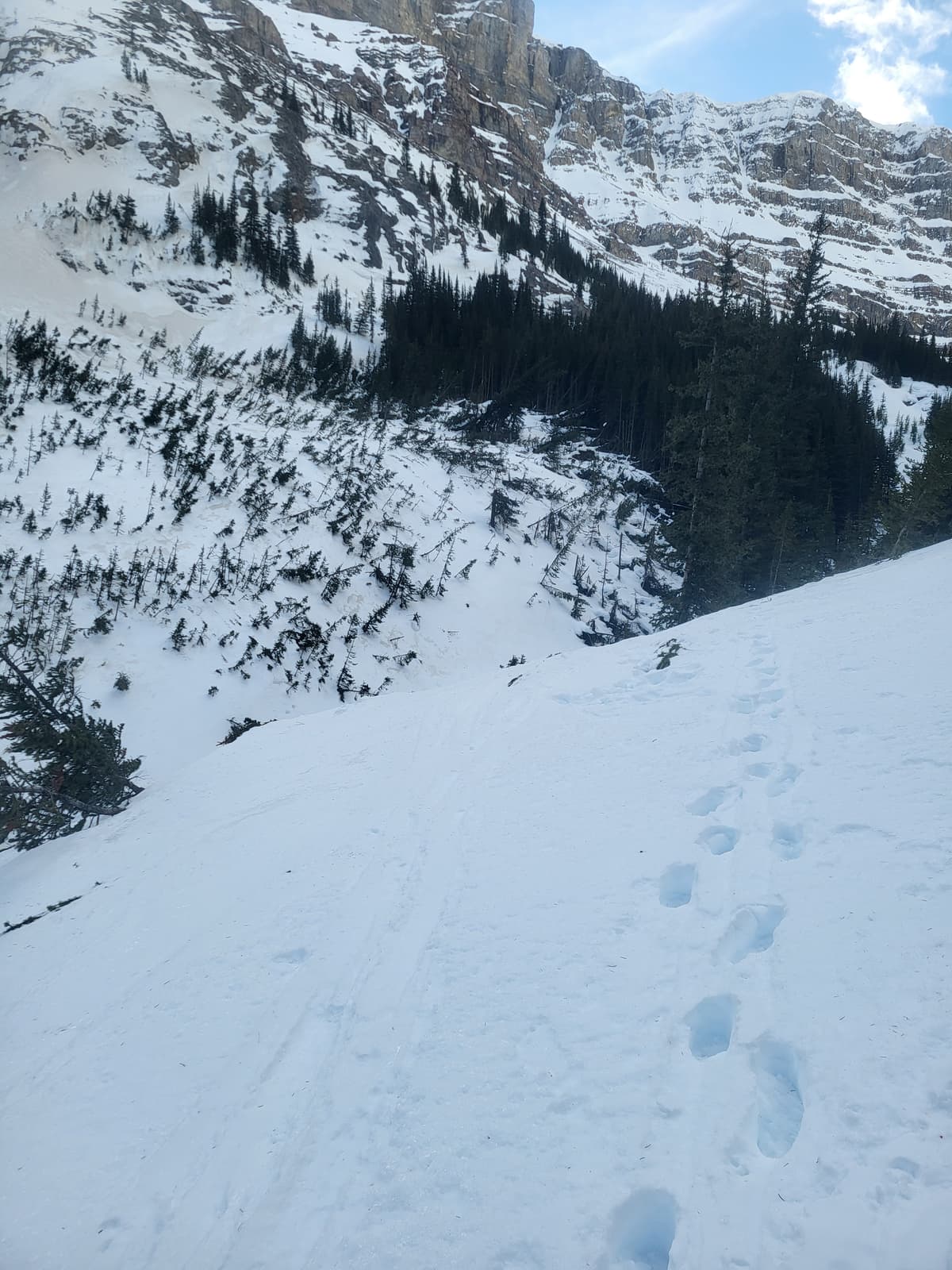 A large avalanche in December knocked some big trees down